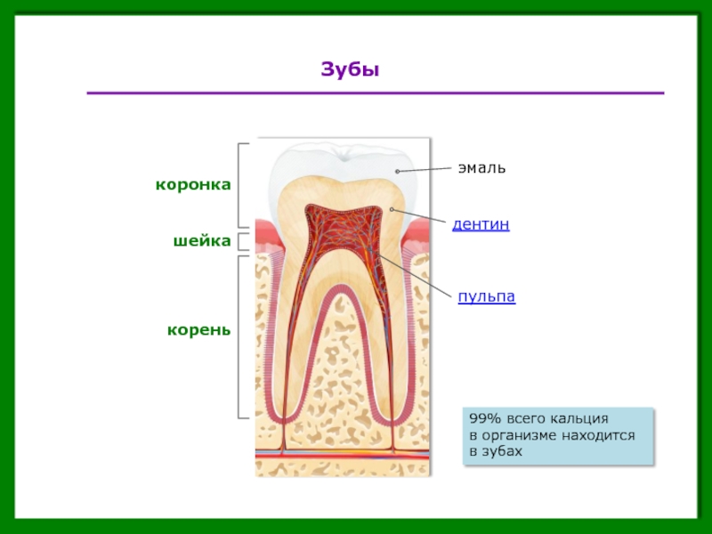 Какую функцию выполняет коронка зуба. Анатомия зуба коронка шейка корень. Пульпа эмаль дентин коронка шейка корень. Коронка шейка корень дентин. Строение зубакоронка жмаль,.