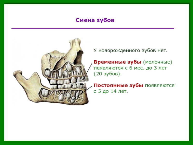 Зубы молочные схема смены