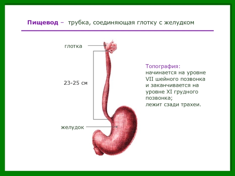Ход пищевода. Топография пищевода анатомия. Пищевод желудок трахея. Пищевод вид сбоку рисунок. Строение пищевода и желудка.