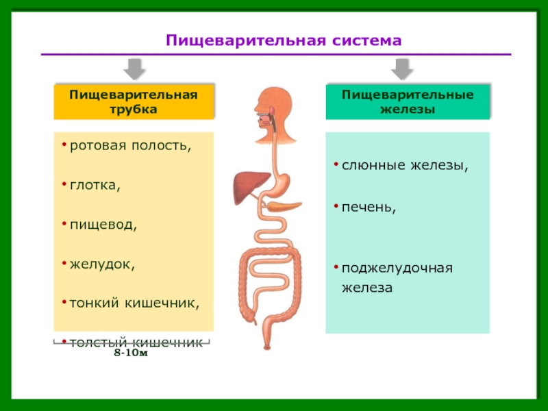Какие железы являются пищеварительными. Отделы и части пищеварительной трубки. Графическая структура отделы пищеварительной трубки. Пищеварительная система состоит из пищеварительной трубки. Кишечная трубка состоит из.