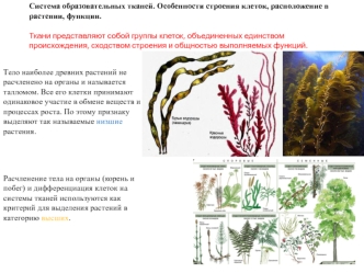 Система образовательных тканей. Особенности строения клеток, расположение в растении, функции