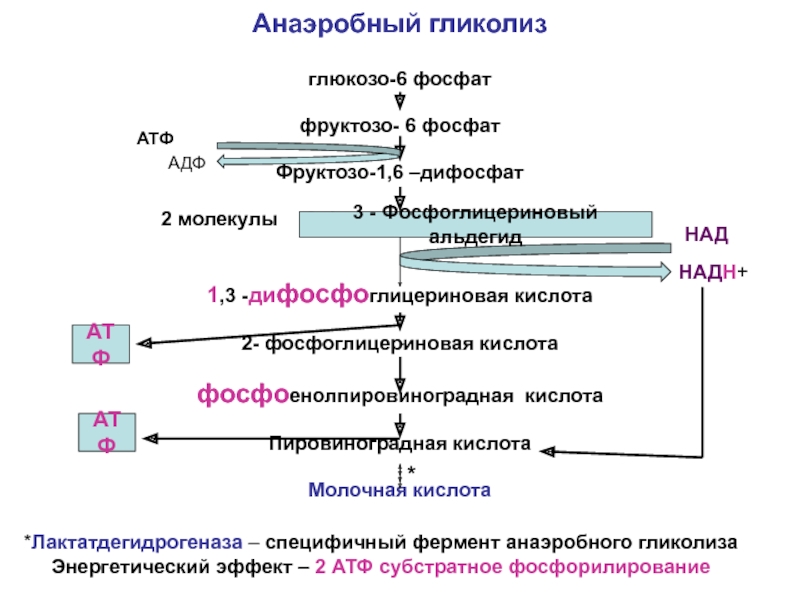 Анаэробный этап обмена происходит в. Схема анаэробного гликолиза биохимия. Схема схема анаэробного гликолиза. Реакции гликолиза с 3 фосфоглицеринового альдегида до лактата. Простая схема анаэробного гликолиза.