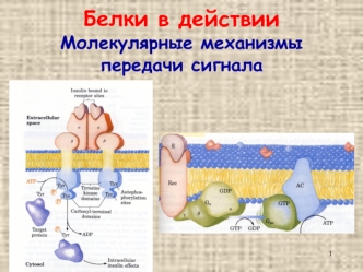 Белки в действии Молекулярные механизмы передачи сигнала