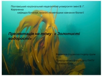 Золотисті водорості