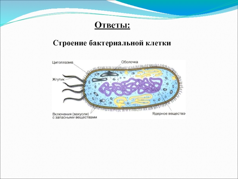 Строение и жизнедеятельность бактерий 5 класс презентация