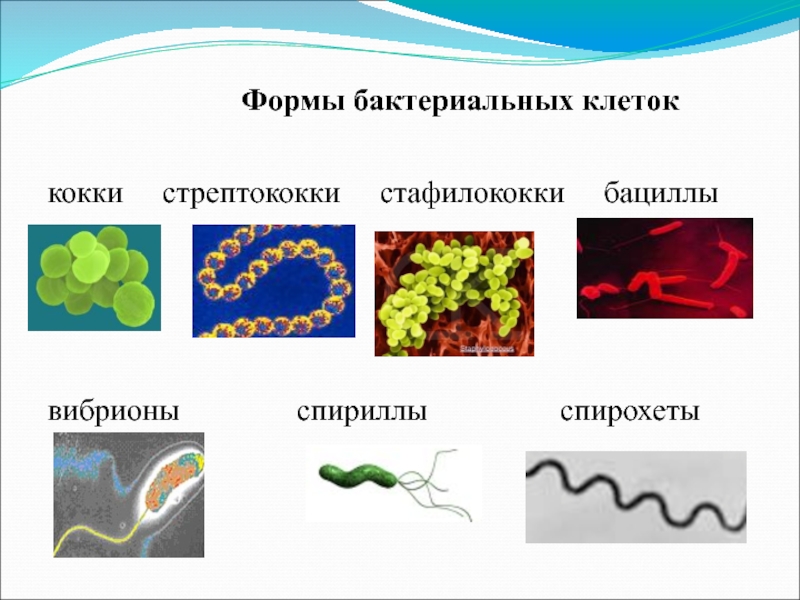 Формы бактериальных клеток