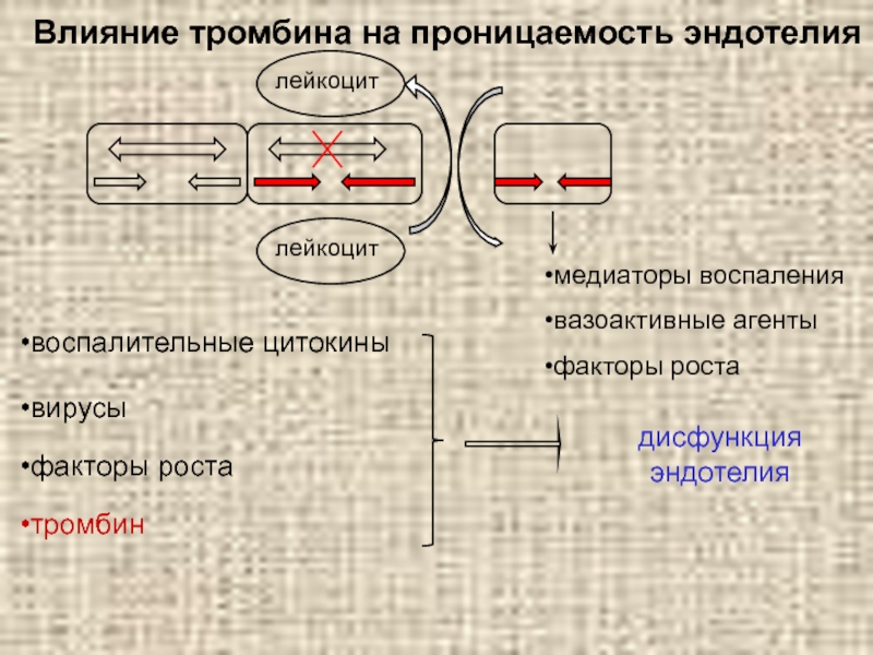 Действие тромбина