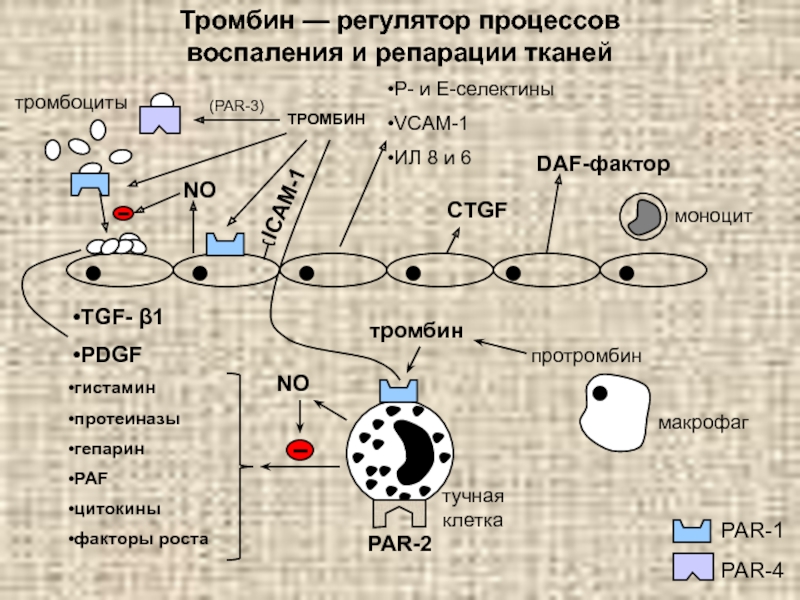 Действие тромбина