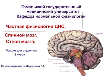 Частная физиология ЦНС. Спинной мозг. Ствол мозга