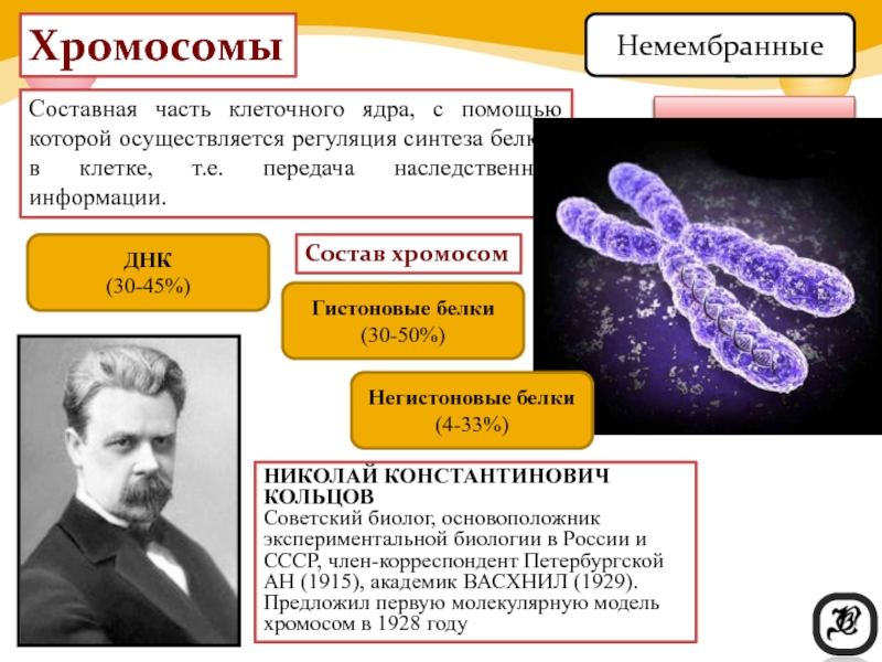 Днк ядра клетки. Составные части хромосомы. Строение и функции хромосом ДНК носитель наследственной информации. Хромосома это в биологии. Ядерные хромосомы.