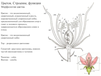 Цветок. Строение, функции и морфология цветка