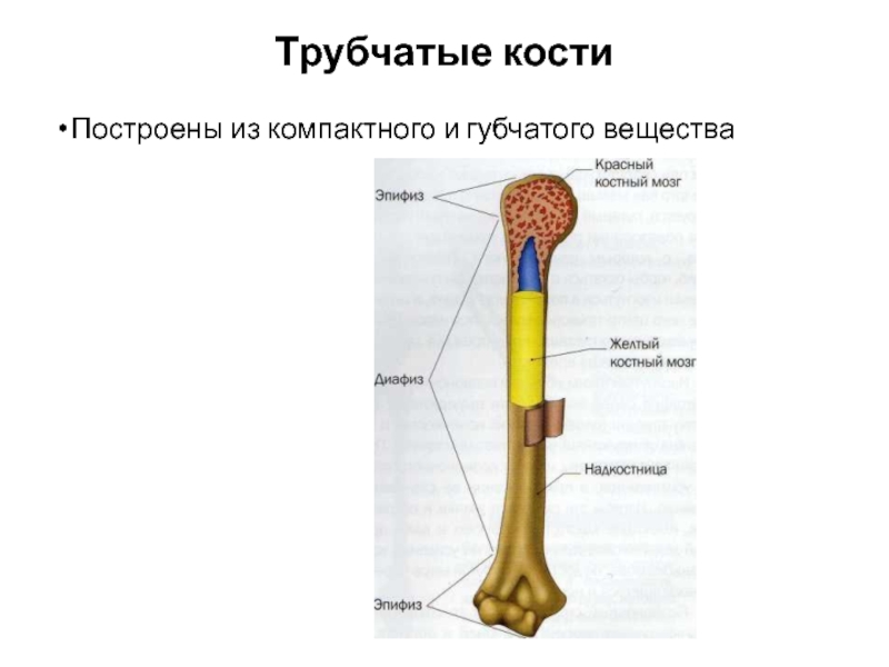 Компактное вещество кости состоит из. Губчатые и трубчатые кости человека. Трубчатая кость. Компактное вещество трубчатой кости. Губчатое и трубчатое вещество.