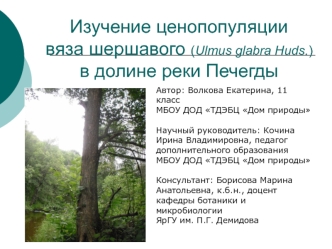 Изучение ценопопуляции вяза шершавого (Ulmus glabra Huds.) в долине реки Печегды