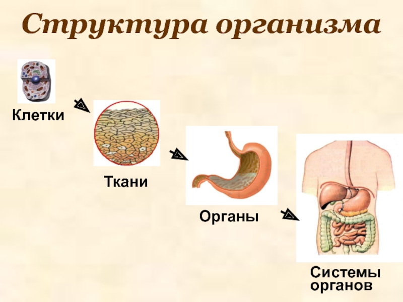 Структура организма