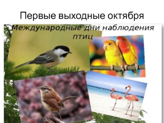 День наблюдения птиц