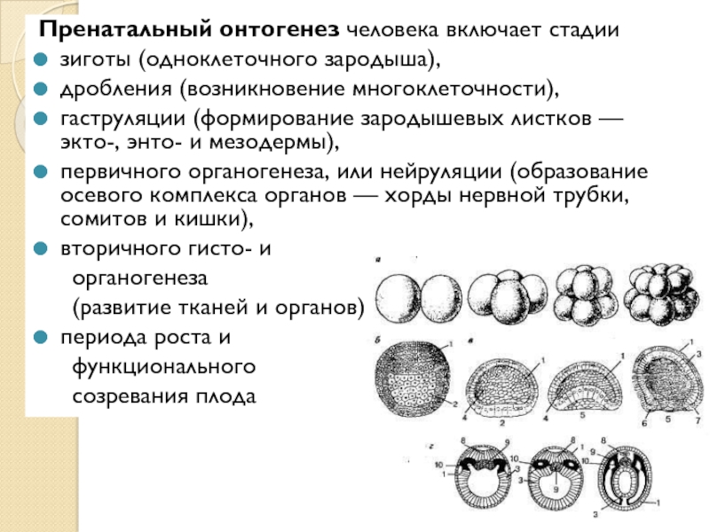 Схема развития онтогенеза