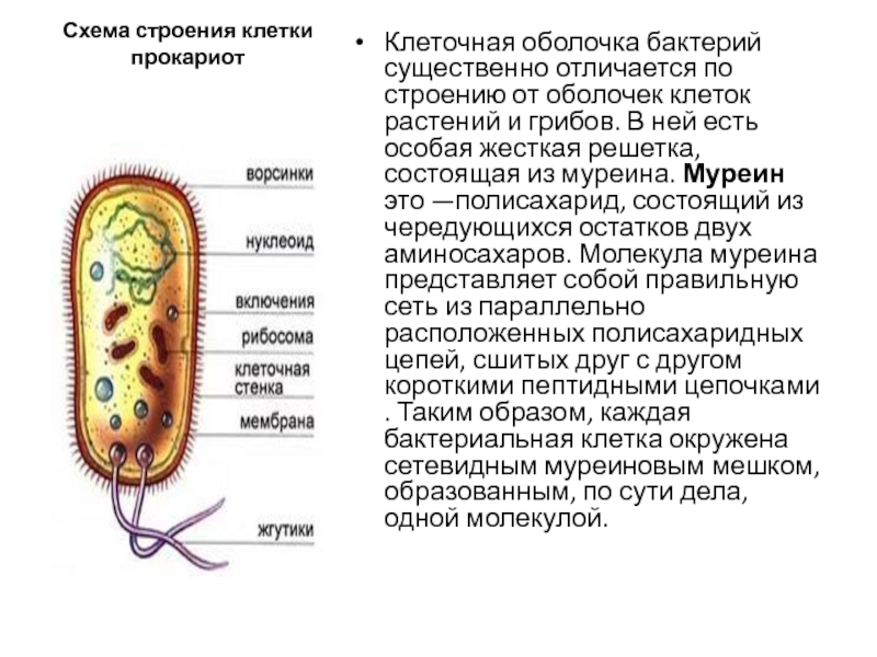 К доядерным организмам относятся. Муреиновая оболочка бактерий. Муреин у бактерий. К доядерным организмам прокариотам относят. В грибах есть муреин.