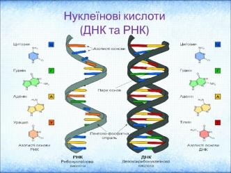 Нуклеїнові кислоти (ДНК та РНК)