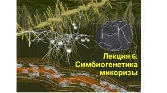 Симбиогенетика микоризы. (Лекция 6)