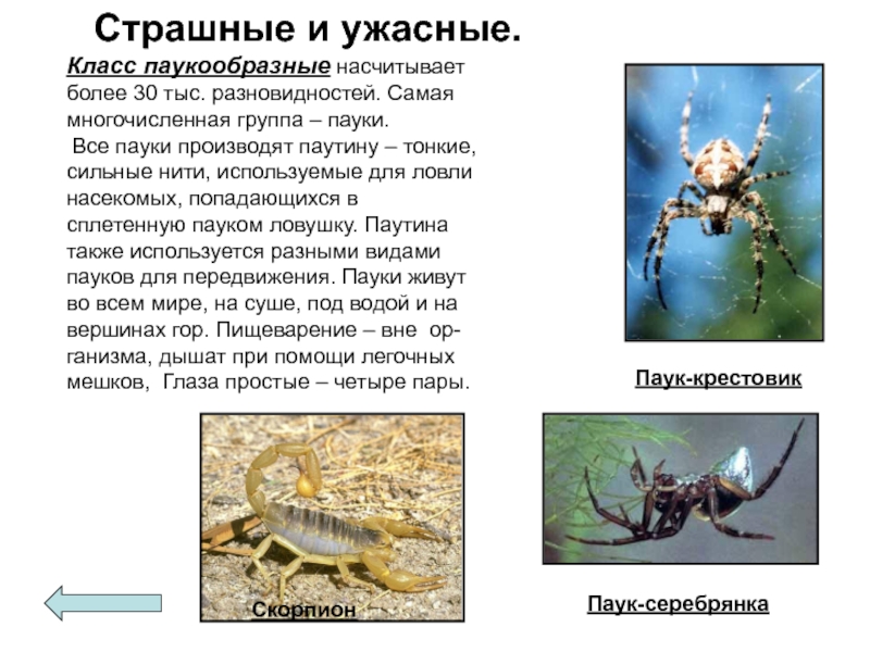 Тип Членистоногие насчитывает более. Группа паукообразные. Паукообразные локомоция. Для передвижения пауки используют.