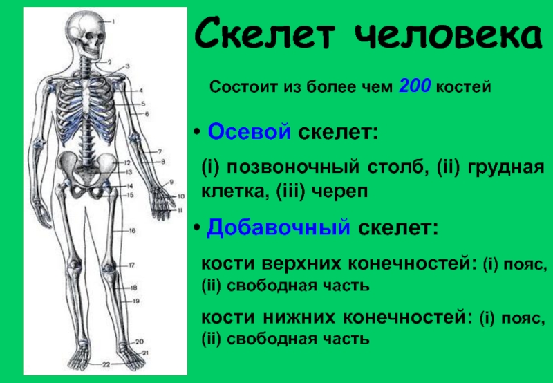 Состоит из 7 человек. Осевой скелет человека анатомия. Скелет осевой и добавочный схема из чего состоит. Осевой скелет и скелет конечностей. Строение скелета человека из чего состоит.