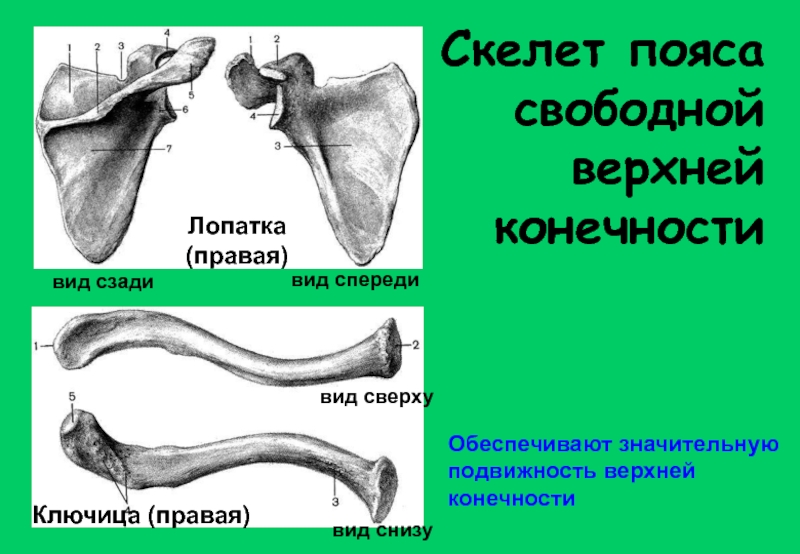 Скелет верхних конечностей лопатка. Строение ключицы человека. Ключица Остеология.
