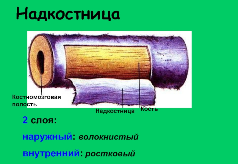 Под надкостница. Надкостница. Наружный слой надкостницы. Внутренний слой надкостницы. Надкостница наружный слой и внутренний.