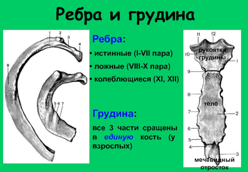 Ребро. Остеология ребра и Грудина. 1) Строение ребра и грудины. Кость ребра строение. Строение истинного ребра.