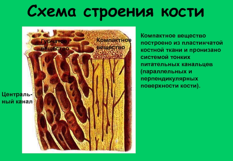 Кость образующую губчатое вещество. Костная ткань компактное вещество губчатое вещество. Губчатая костная ткань костная ткань. Компактная костная ткань губчатая костная ткань. Пластинчатая трабекулярная костная ткань.