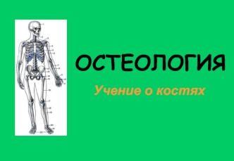 Остеология. Учение о костях