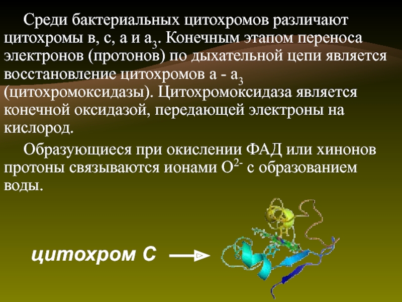 Цитохромоксидаза схема строения