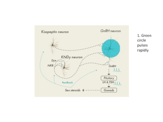 Kisspeptin animation