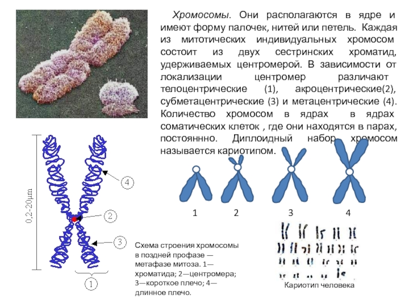 Хроматид в ядре. Хромосомы строение и функции. Схема строения хромосомы. Строение и функции хромосом 11 класс. Хромосомы строение состав функции.