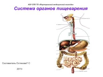 Система органов пищеварения. (Тема 6.2)