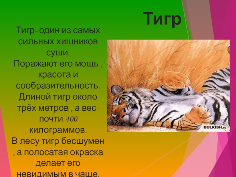 Какая длина тигра. Семейство кошачьих слайд. Длина тигра. Тигр 1. Загадки про семейство кошачьих.