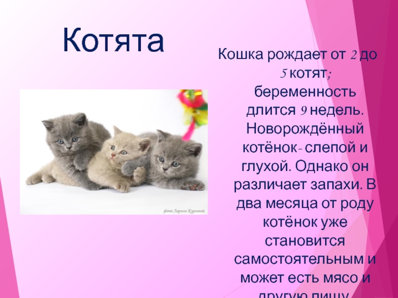 Рождающие котята. Презентация про кошек. Коты для презентации. Слайд с кошкой.