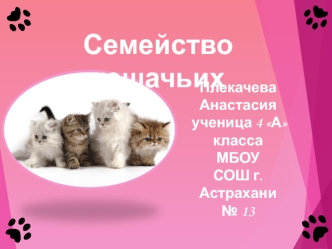 Семейство кошачьих