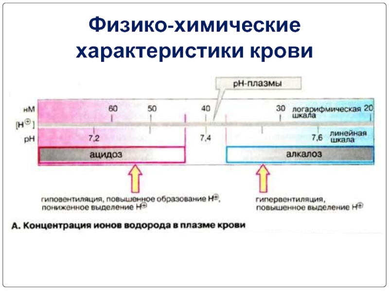 В десятом физико. Что такое кровь с физико-химической точки зрения?.