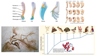 The evidence for evolution