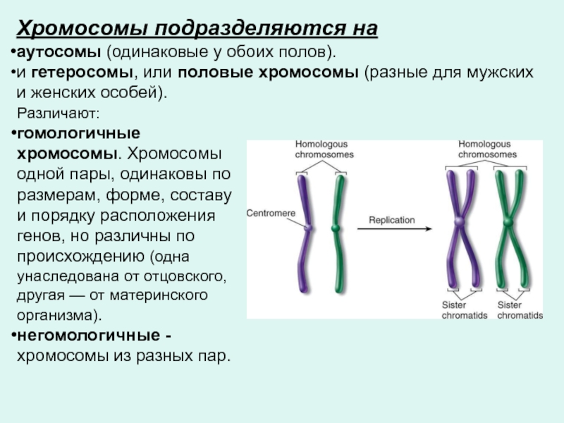 Образование двухроматидных хромосом спирализация хромосом. Хромосома и хроматида. Гомологичные однохроматидные хромосомы. Хроматид и хромосом разница. Строение хромосомы.