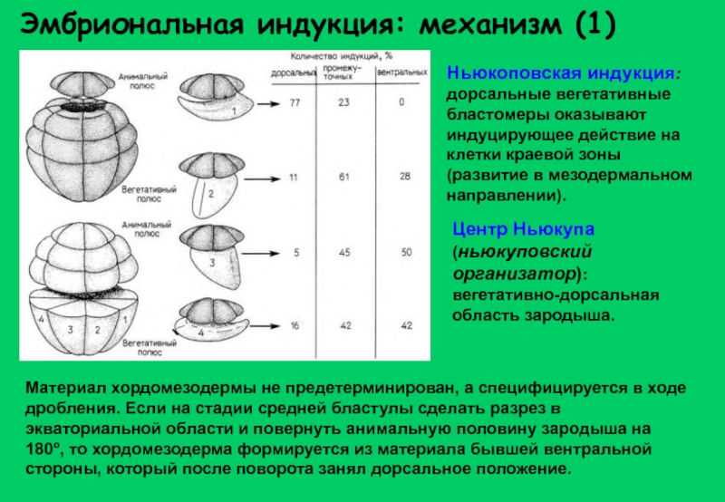 Эмбриональная индукция. Механизмы онтогенеза эмбриональная индукция. Эмбриональная индукция организатор. Схема первичной эмбриональной индукции. Эмбриональная индукция опыты г Шпемана механизмы индукции.