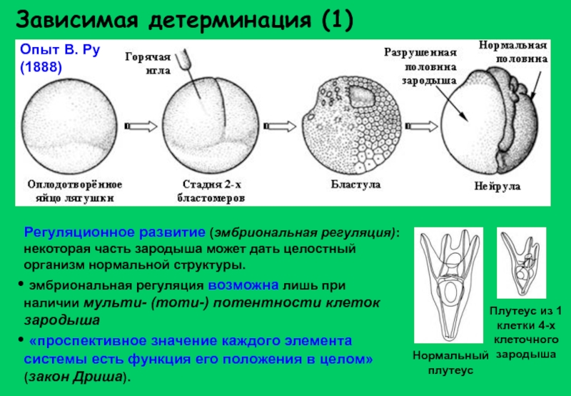 Индукция зародыша. Эмбриональная детерминация. Детерминация и дифференцировка. Детерминация клеток. Процесс дифференцировки клеток.