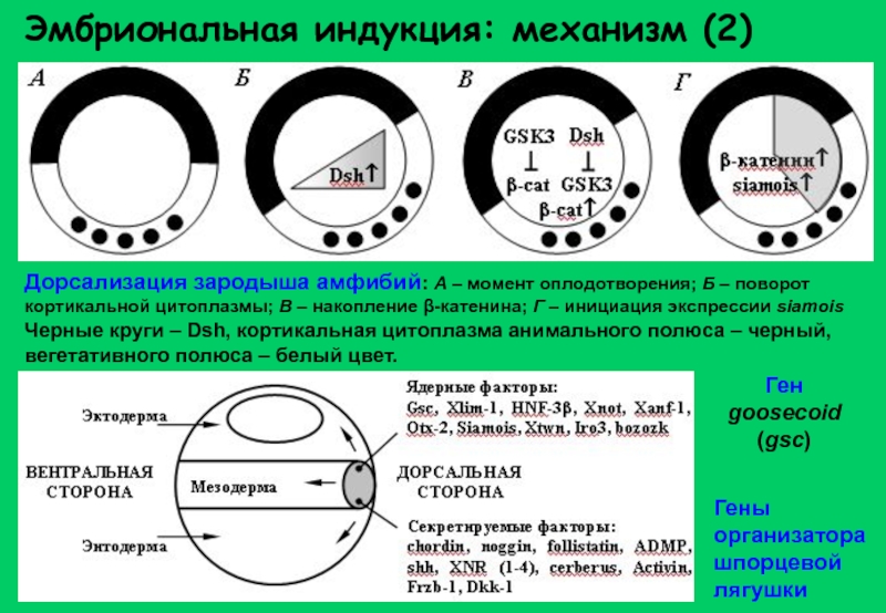 Индукция зародыша. Эмбриональная индукция 10 класс. Эмбрионалльная рдцкция. Механизм эмбриональной индукции. Шпеман эмбриональная индукция.