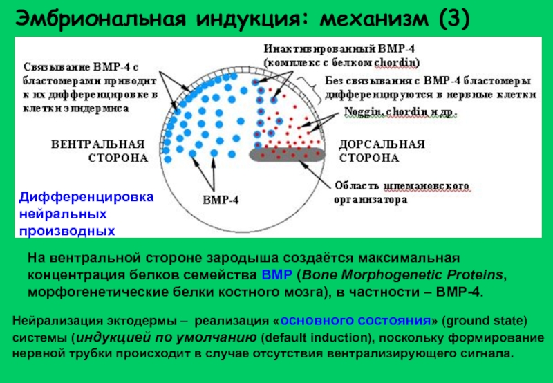 Эмбриональная индукция схема