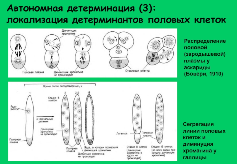 Детерминация это. Детерминация. Схема детерминации в биологии. Клеточная детерминация. Автономная детерминация.