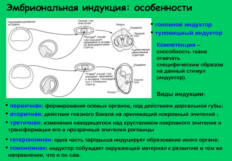 Индукция зародыша. Ганс Шпеман эмбриональная индукция. Организатор Шпемана – первичная эмбриональная индукция. Схема первичной эмбриональной индукции. Эмбриональная индукция это в биологии 10 класс.