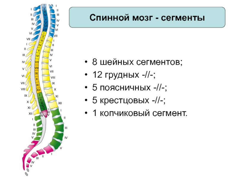 Схема сегмента спинного мозга. С1-с4 сегментов спинного мозга.