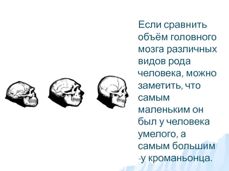 Объем головного мозга наибольшее. Объем головного мозга. Объем головного мозга кроманьонца. Объем мозга разных видов людей. Объем головного мозга человека умелого.