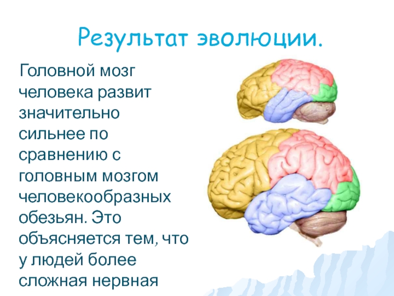 Презентация человеческий мозг