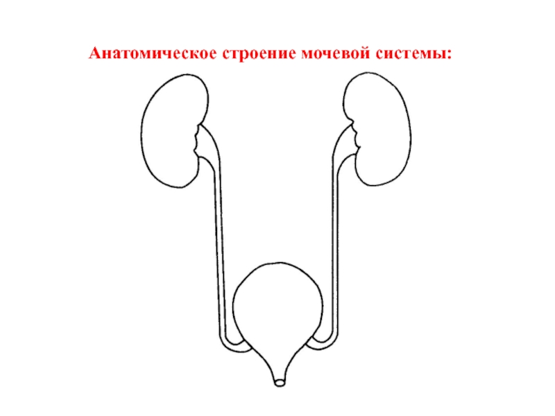 Схема мочевой системы